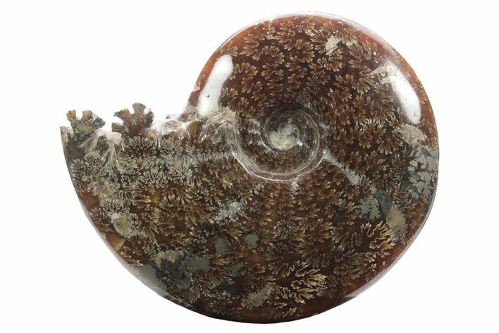 Polished Ammonite (Cleoniceras) Fossil With Pyrite #233499